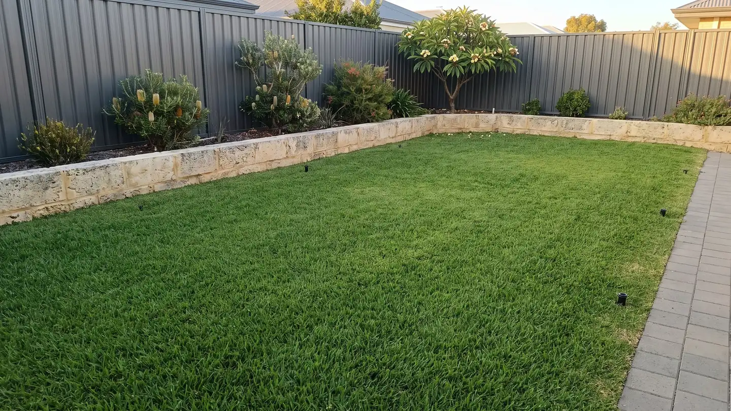Illustration: the same backyard lawn after, evenly green from edge to edge.