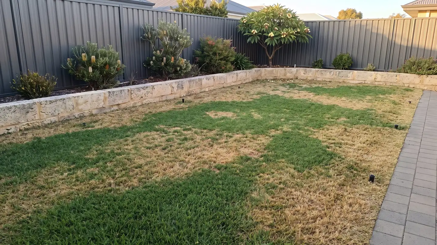 Illustration: a Perth backyard lawn before, with straw-yellow dry patches between the sprinklers and along the paving.